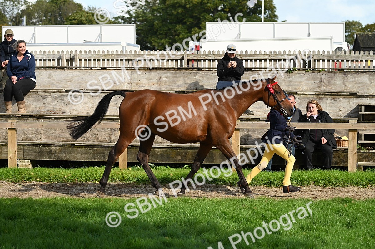 SBM_24986 - S5 - Novice & Newcomer In hand