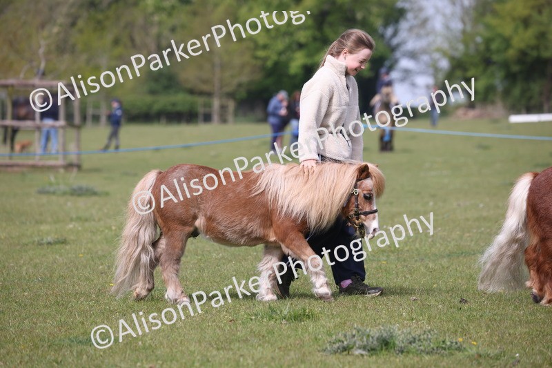 20260426-3131 - Class 26 - Shetland Ponies and Minitures