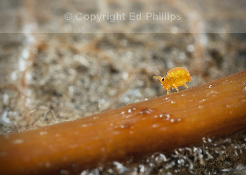 Sminthurinus aureus