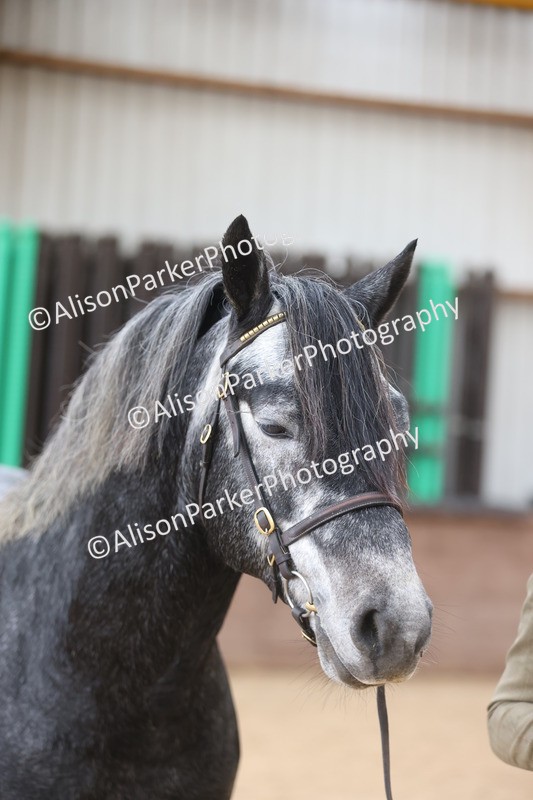 20251109-1017 - Class 27 - Stallions 4 Years and over