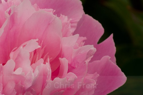  - Botanical/Macro