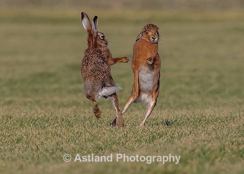Astland Photography, Bird and Wildlife Images, Susan and Peter Wilson, U.K.