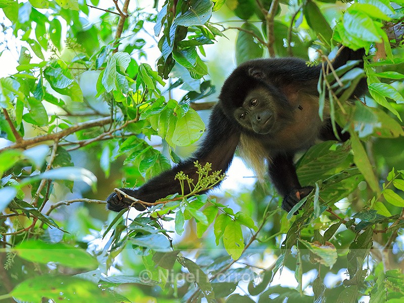 Howler Monkey looking for food, Manuel Antonio, Costa Rica - Monkey