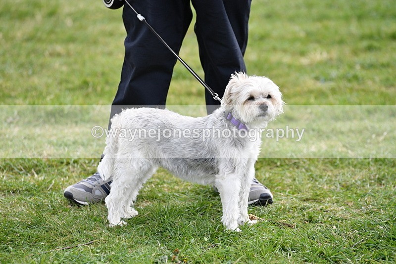 WJ5_0177 - Class 5 Best Veteran / 7 years & over