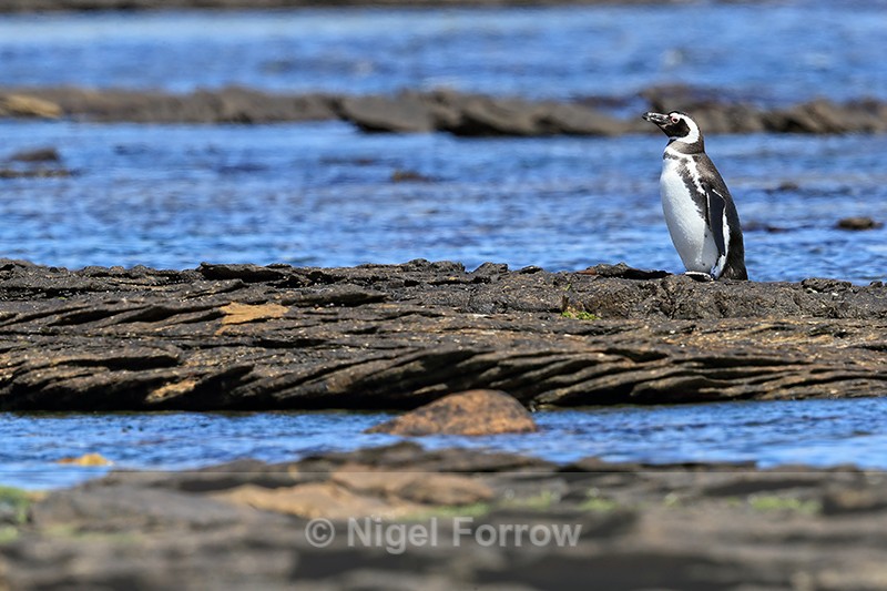 Lone Magellanic Penguin on rocks, Carcass Island, Falklands - Magellanic Penguin