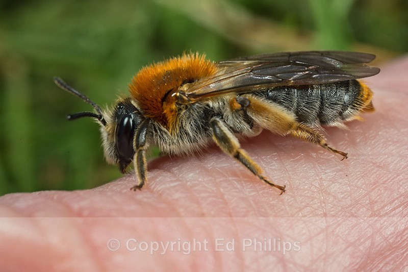 Andrena haemorrhoa (f) - Andrena haemorrhoa