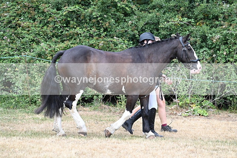 WJ7_1830 - Class 4a Prettiest Mare 14.2hh and over hand