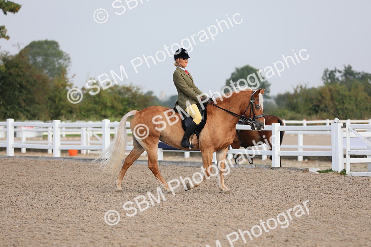 SBM_10652 - Class 303 Ridden Pure Bred Horse/Pony (excl M&M)