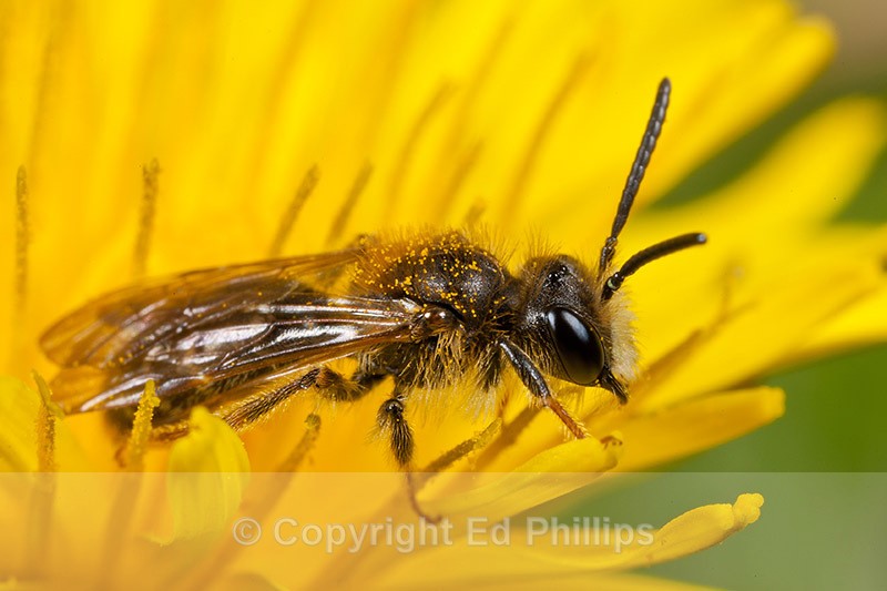 Andrena chrysosceles (m) - Andrena chrysosceles