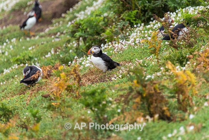 ACP_9818-1 - Puffins on Skomer Island