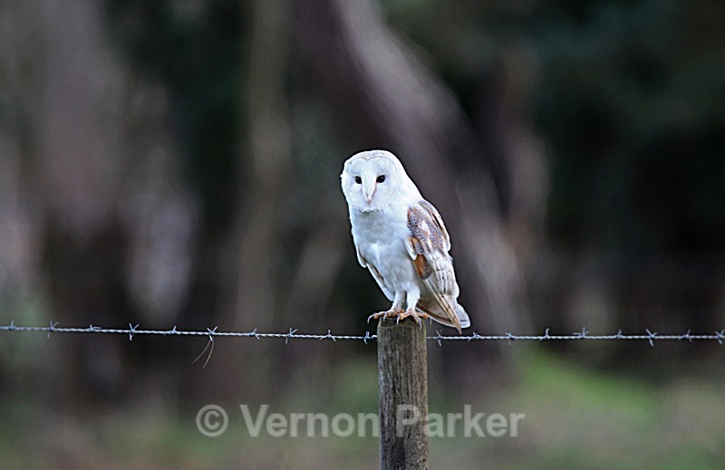Barn Owl. - Wild Birds