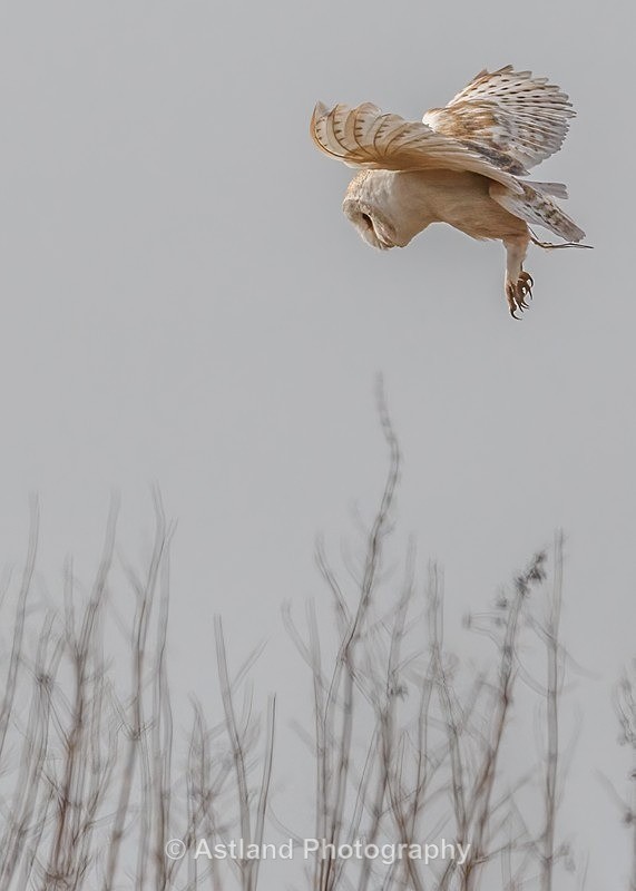 Astland Photography, Bird and Wildlife Images, Susan and Peter Wilson, U.K.