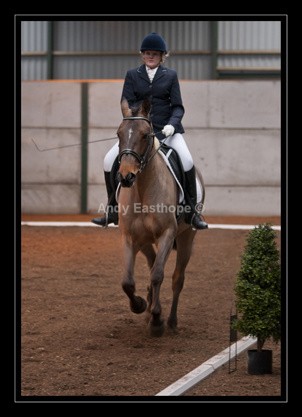 QT-67abw - Equestrian Images