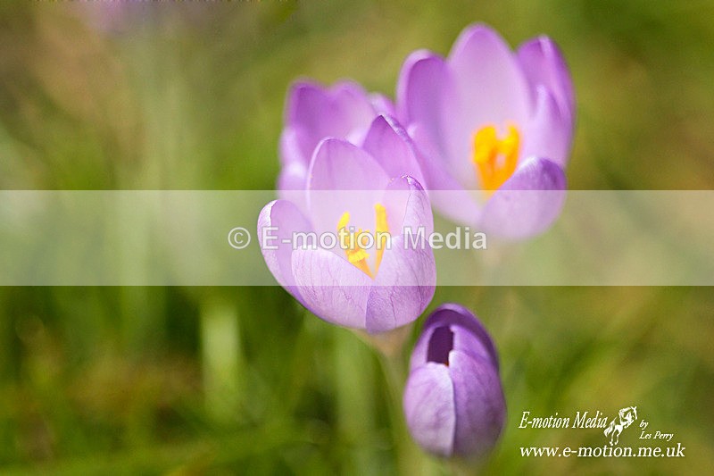 Nature 62 - Nature