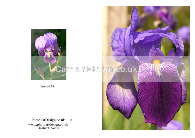 011 Bearded Iris - THE IRIS CARD COLLECTION