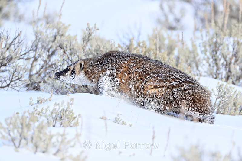 American Badger climbing snow slope, Yellowstone National Park - Badger