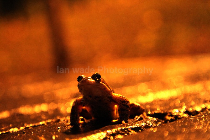 - Reptiles, amphibians & pond life, Great Britian