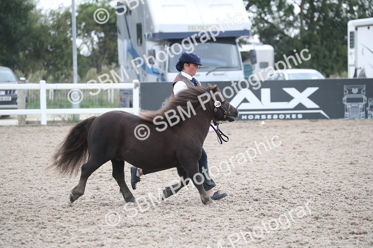 SBM_18031 - Class 317 IH Pure bred Horse/Pony