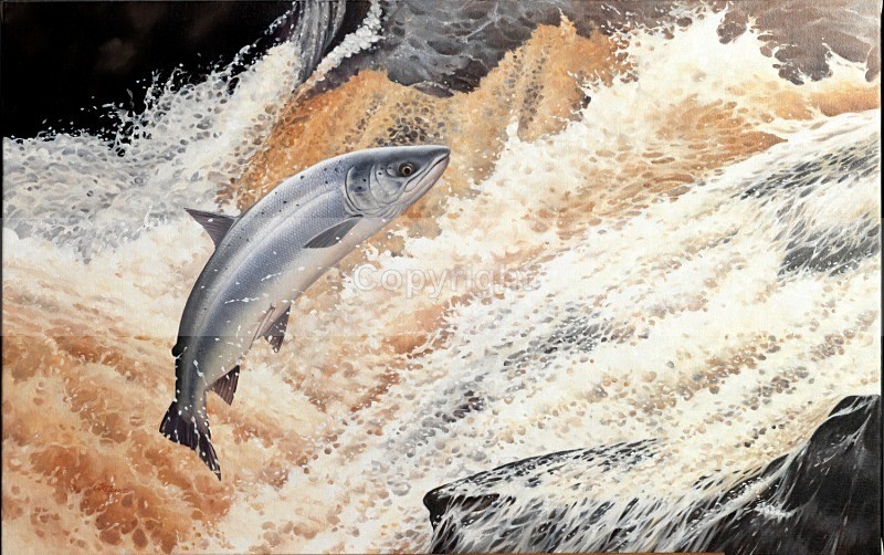 Homeward bound ,salmon - Misc
