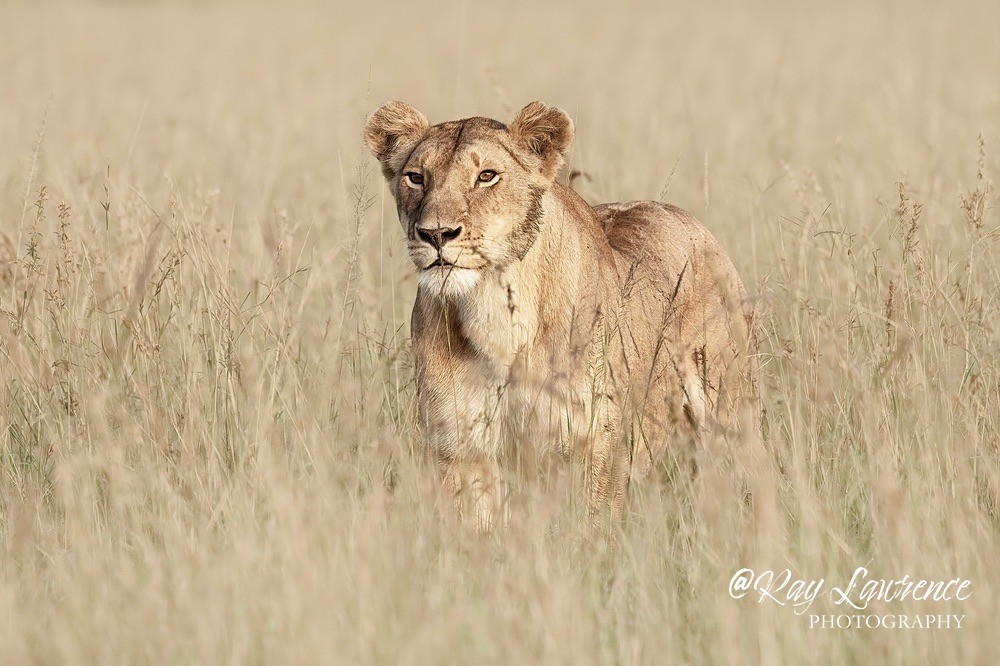 Masai Mara 130223_RLP121675hk - Colour Fine Art Wildlife