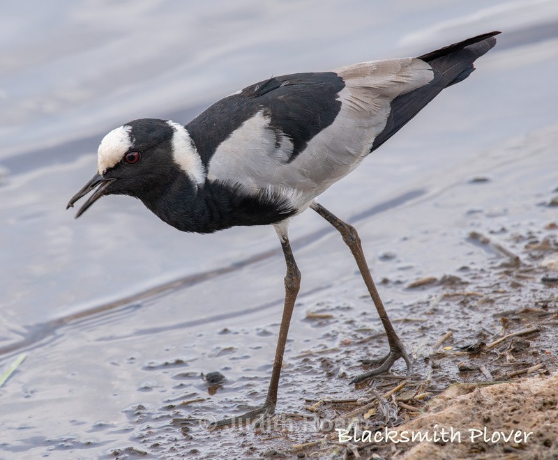  - South Africa Birds and Mammals