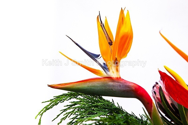 9SKJ2643 - Studio Still Life