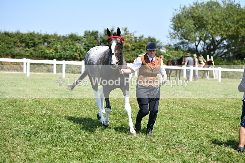 DSC_7536 - Class 63: Coloured Horse Youngstock