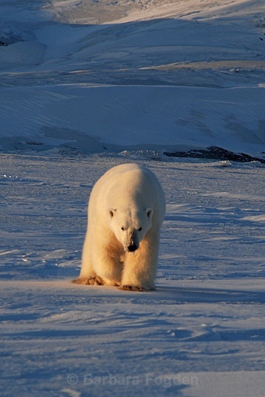Polarbear 0096 - Wildlife