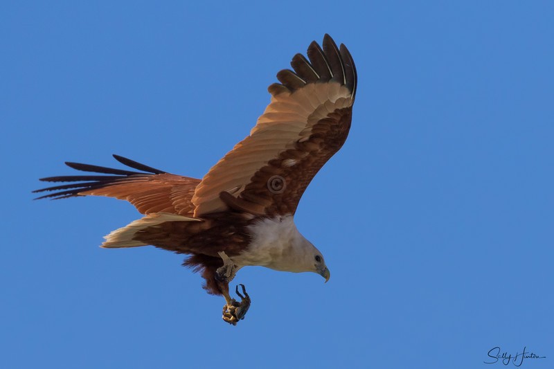 Brahminy Kite with crab 7