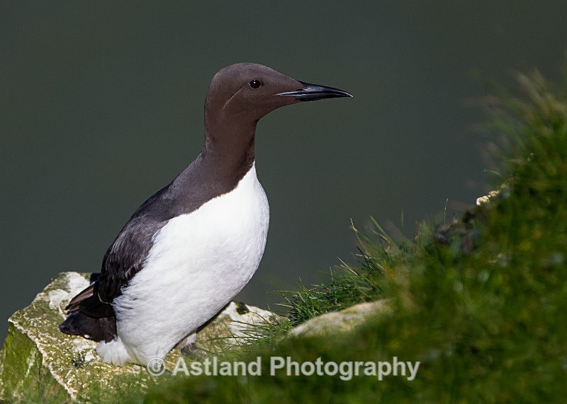 Astland Photography, Bird and Wildlife Images, Susan and Peter Wilson, U.K.