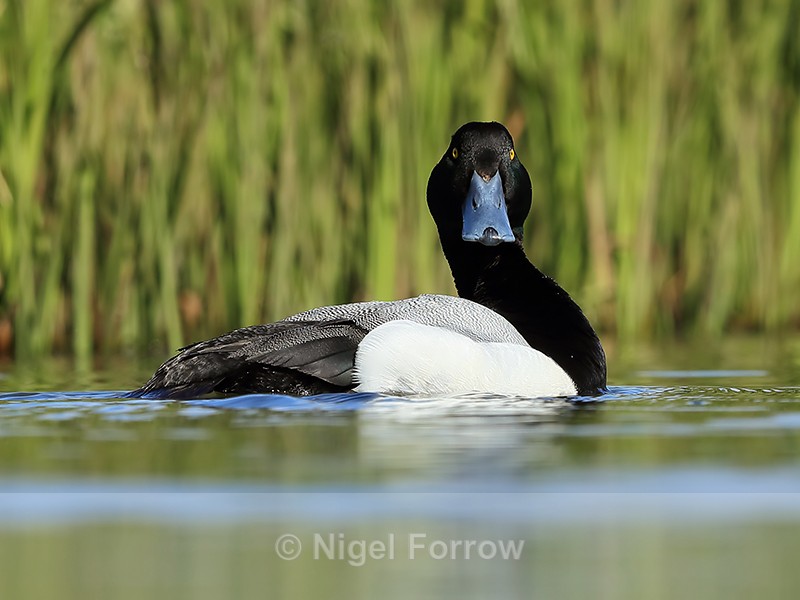 Scaup (male), Lake Myvatn, Iceland - Scaup