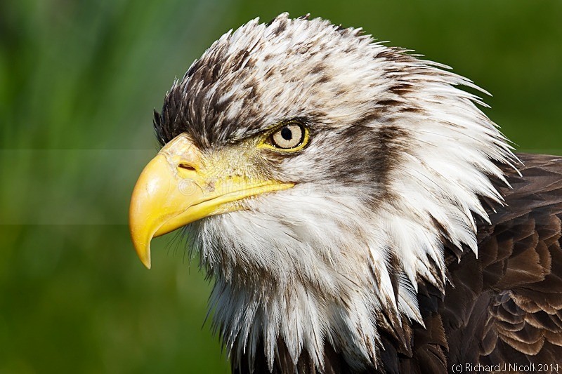 Bald Eagle (Haliaeetus leucocephalus) - LRPS Panel