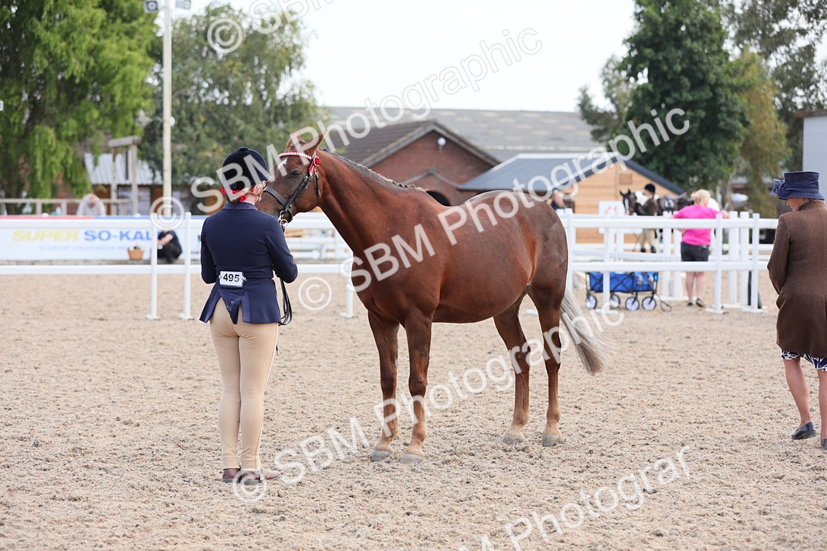 SBM_15828 - Class 312 IH Competition Horse/Pony