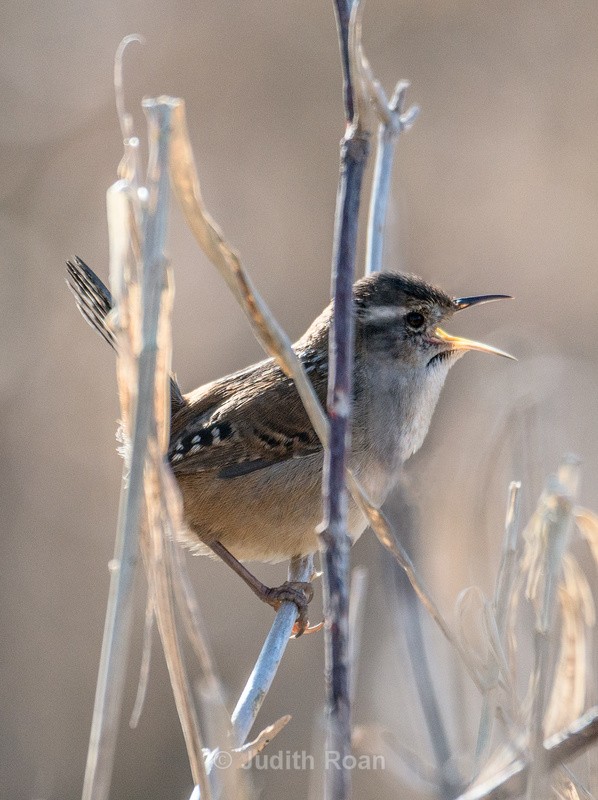 Marsh Wren - Reifel Refuge