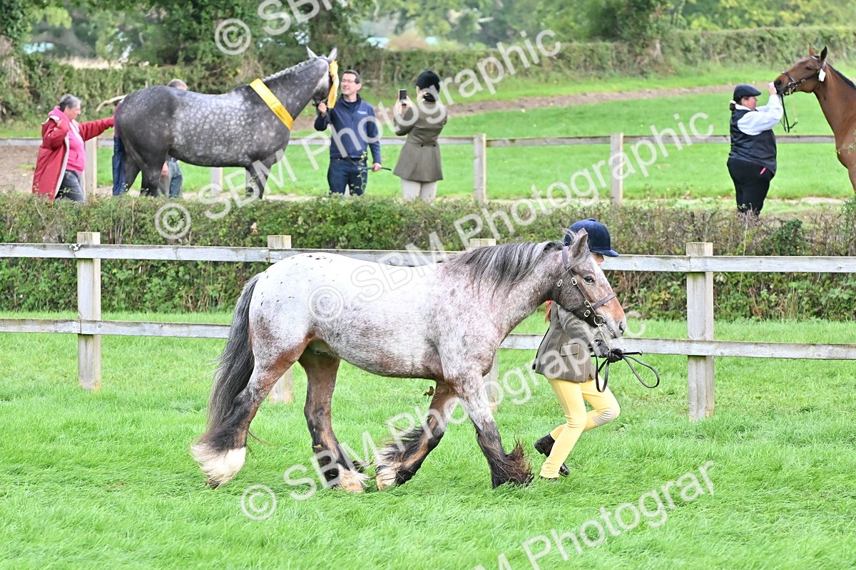 SBM_56898 - S45 - Coloured Pony In Hand