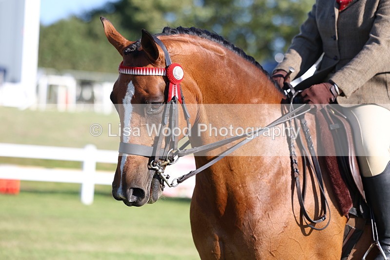 3E7A5031 - Class 1: Rising Star Small Hack/Riding Horses
