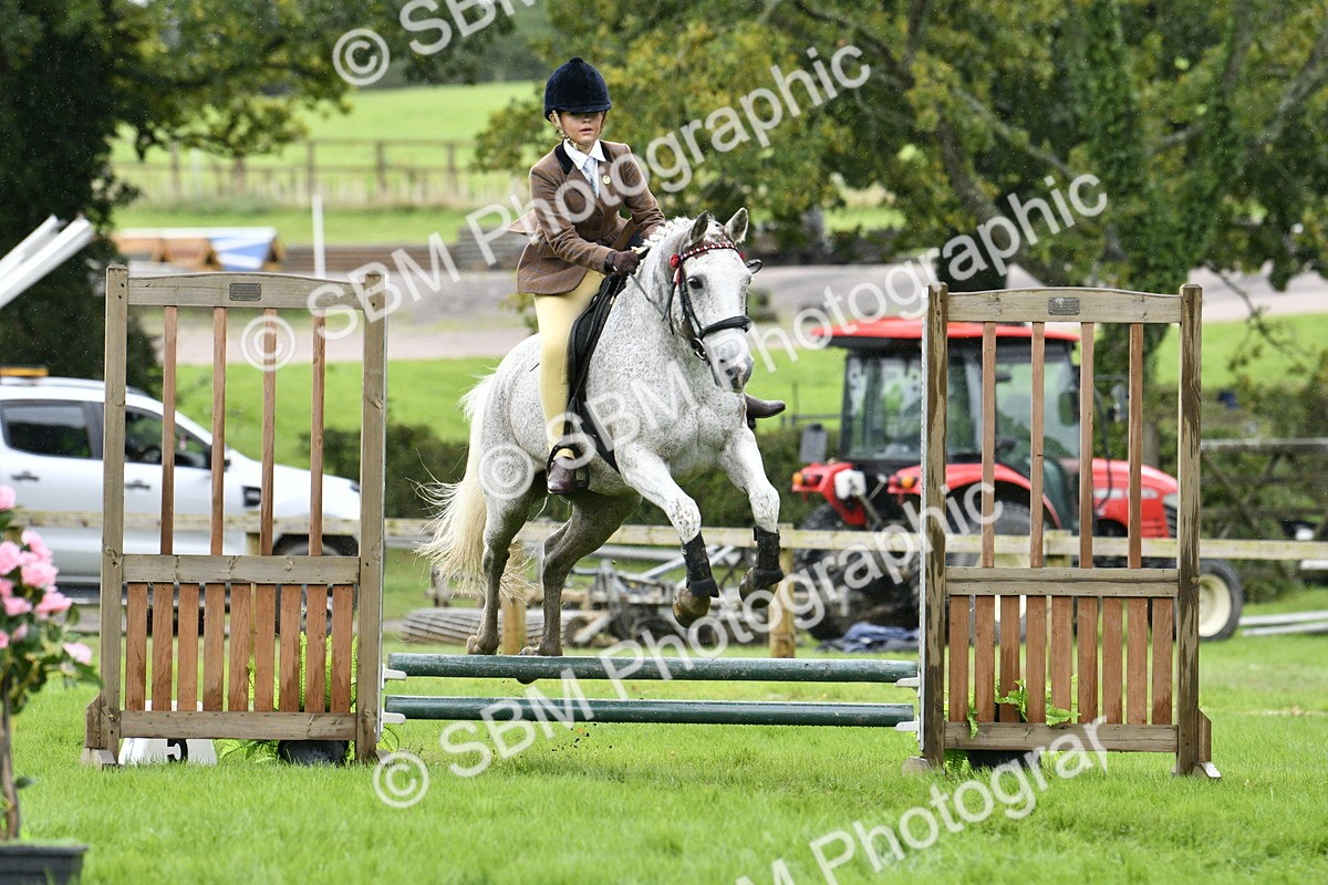 SBM_41449 - S32 - Mountain & Moorland Working Hunter Pony