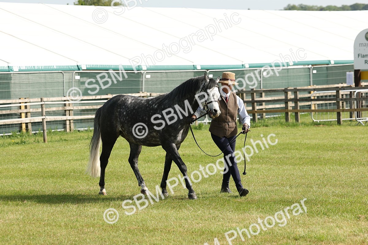 SBM_00755 - Class 6-13 - Mountatin and Moorland In Hand Welsh Breeds