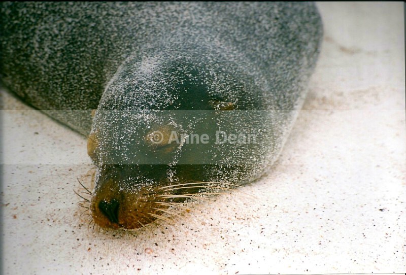 Just too warm to move - Wildlife from the Galapagos Islands