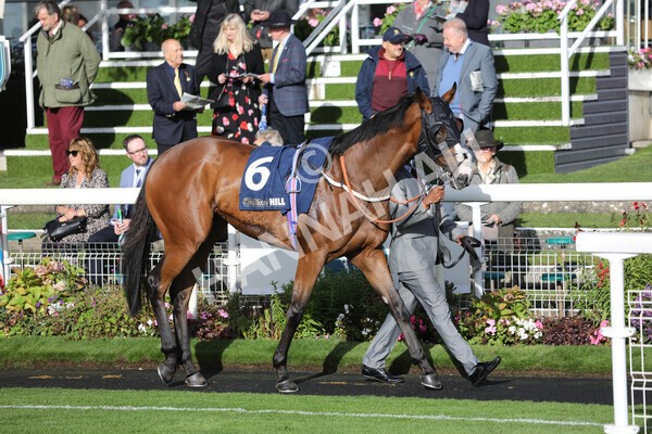 yr07102022r4-8 - Race 4 3.50pm William Hill Best Odds Guaranteed Stakes