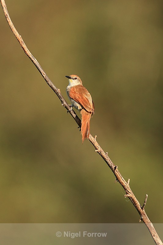 Yellow-chinned Spinetail, Corixo Negro, Mato Grosso, Brazil - Yellow-chinned Spinetail