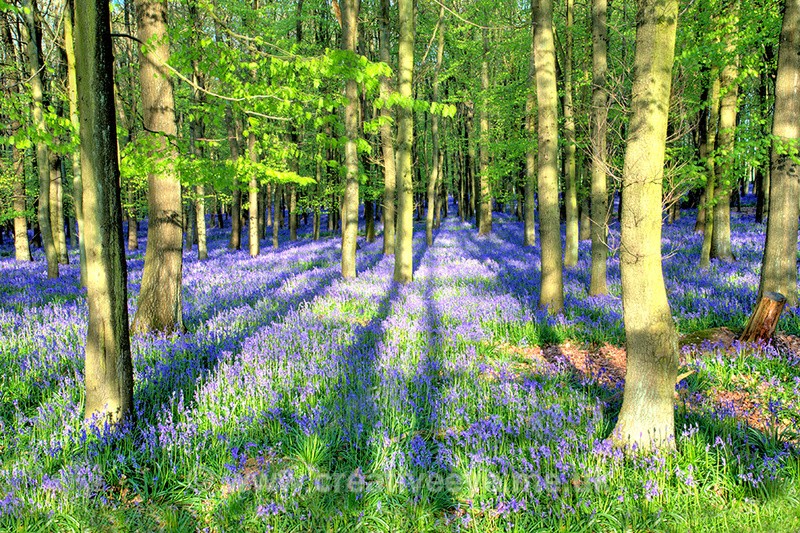 No.0002  Early morning in Dockey Wood. - Landscape