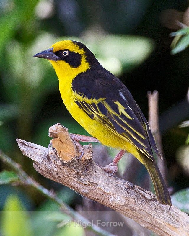 Baglafecht Weaver (male) perched on a broken branch - Baglafecht Weaver