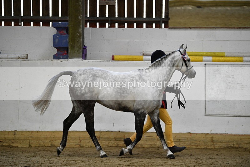 WJ5_5737 - Morning in hand Championship