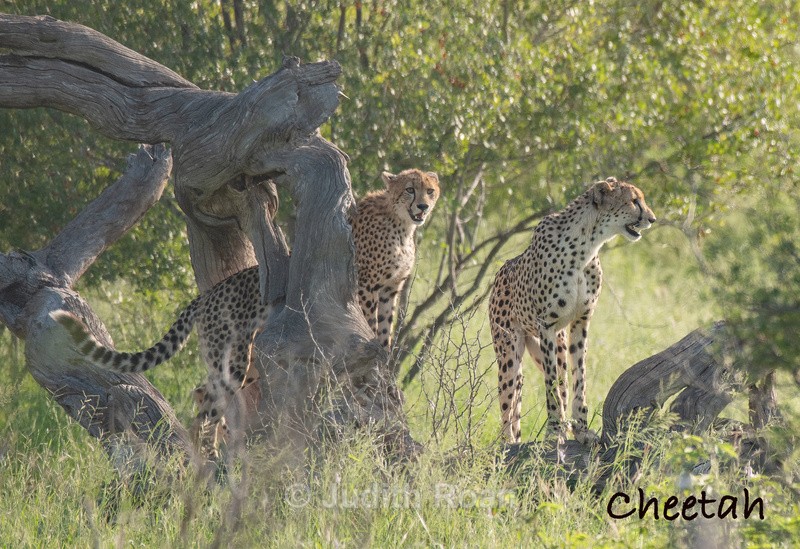  - South Africa Birds and Mammals