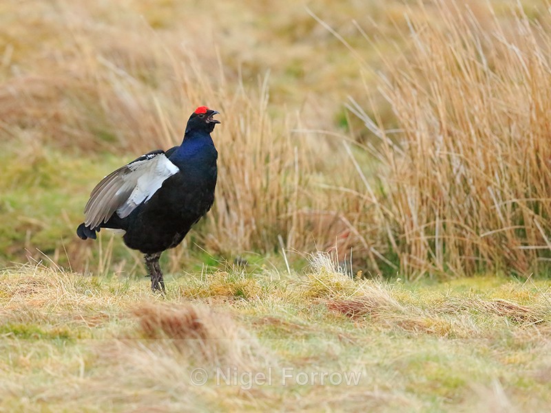 Black Grouse (male) calling, Scotland - Black Grouse