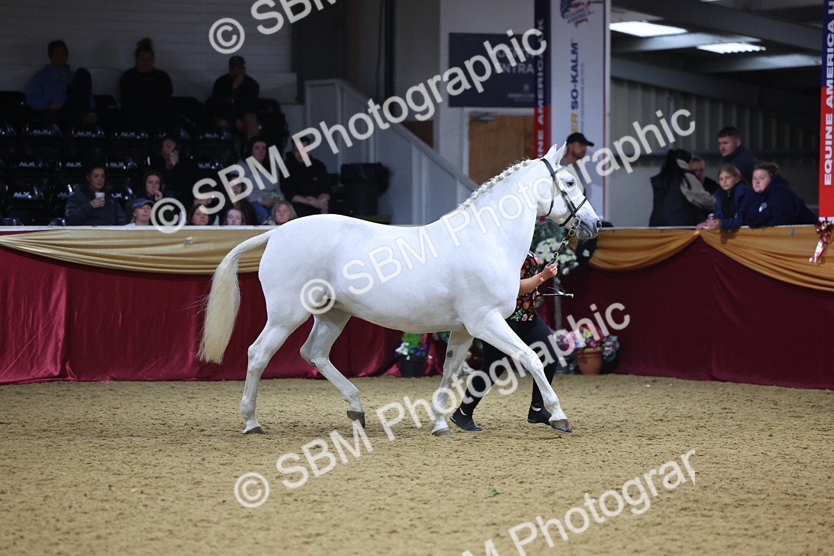 SBM_18796 - Class E IH Horse Champ