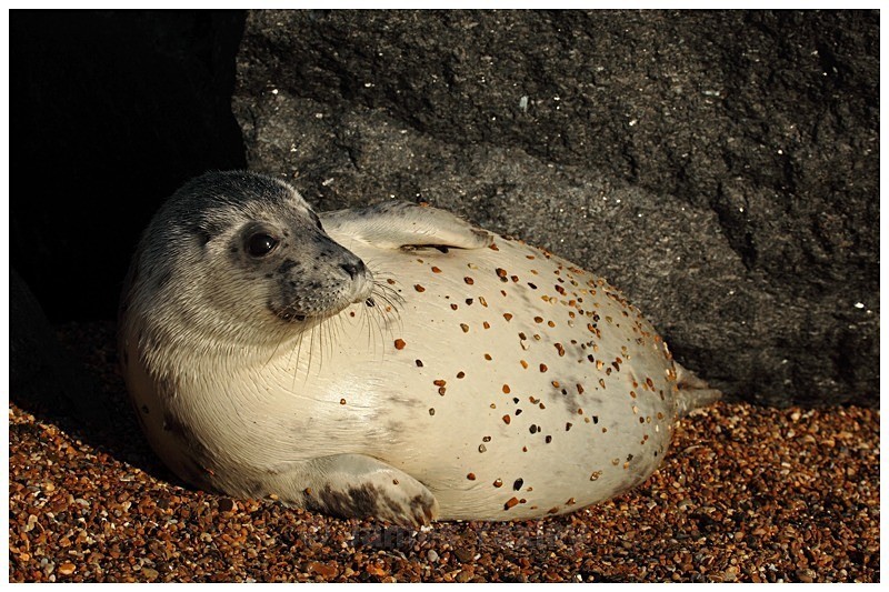 Pebble Dashed Seal - The British Wildlife Photography Awards 2009 to 2014
