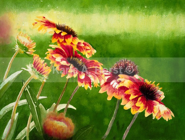 Awakening - Greeting Cards and Journals