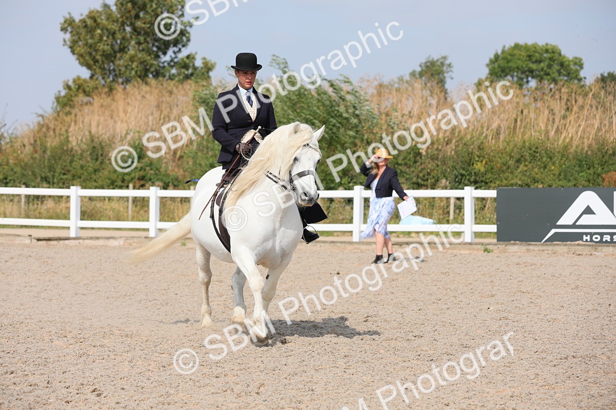 SBM_14539 - Class 211 Best Side Saddle Horse/Pony